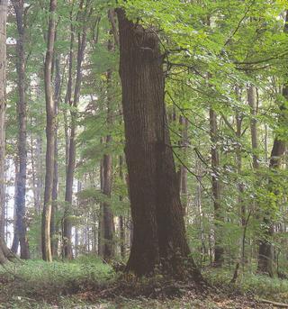 C:\Documents and Settings\muzeum\Plocha\Okrouhlá.jpg