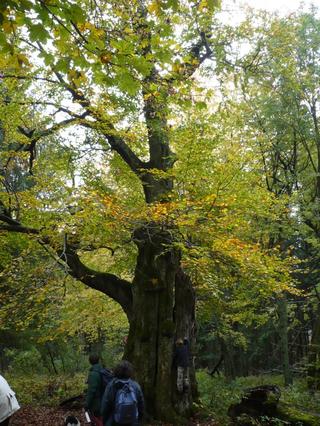 Buk_na Bařince_Velké Karlovice1.jpg