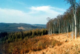 C:\Documents and Settings\OÚ Buchlovice\Plocha\Torza bukových velikánů na Holém kopci.jpg