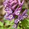 Corydalis_solida_2004-04-01_n.jpg