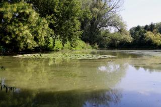 001Tůň u Kostelan.jpg