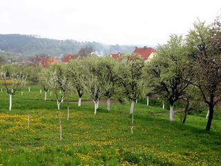 Vřesovice_pohled od Labut.jpg