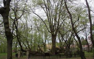 Bzenecká lípa2.jpg