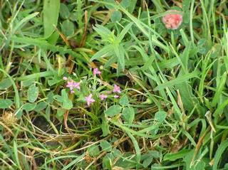 Slanisko Dobé pole.jpg