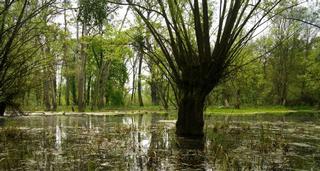 2010-05-10_214_Křivé jezero.jpg