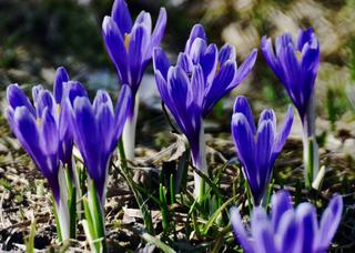 Přírodní památka Lačnov (rostou koncem března) (2).jpeg