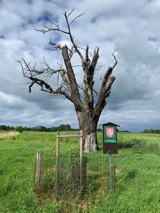 Mařatická oskeruše 2.jpeg