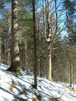 Ščůrnica v zimě.JPG