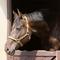 IMG_0327.JPG (400x600, 30.56 KB)